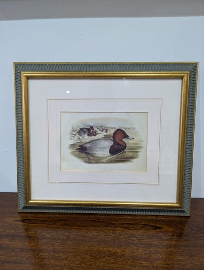 "Bird Study" Lithograph by John Gould - Image 2