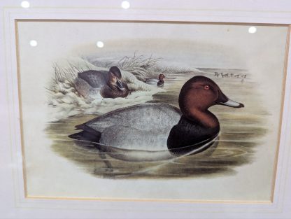 "Bird Study" Lithograph by John Gould - Image 3