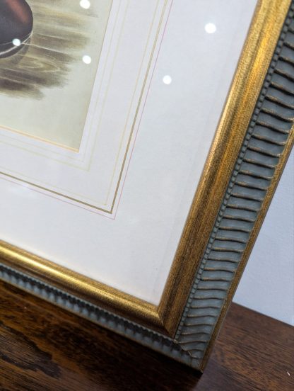 "Bird Study" Lithograph by John Gould - Image 5