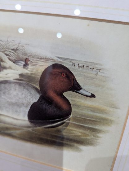 "Bird Study" Lithograph by John Gould - Image 4
