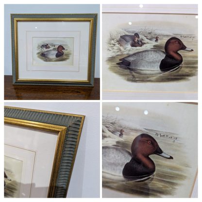 "Bird Study" Lithograph by John Gould